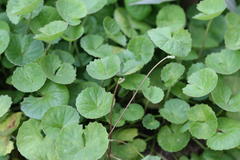 Centella asiatica